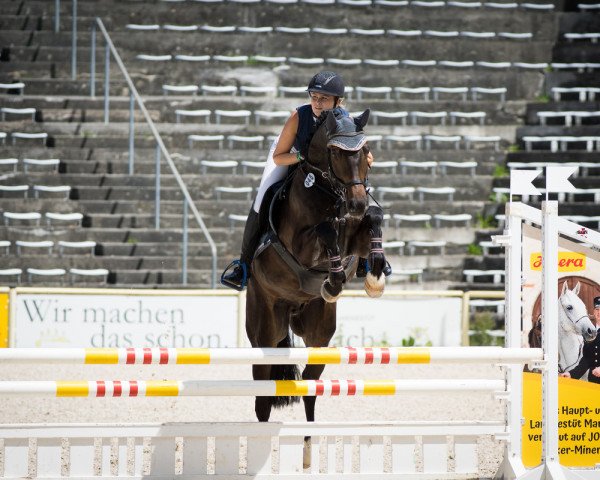 jumper Corlano S (German Sport Horse, 2015, from Corlani)
