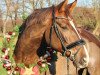 dressage horse Belissimo's Belini (Westphalian, 2016, from Belissimo NRW)