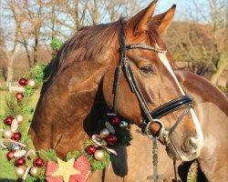 dressage horse Belissimo's Belini (Westphalian, 2016, from Belissimo NRW)