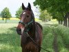 jumper Lisera (German Sport Horse, 2007, from Levistano)