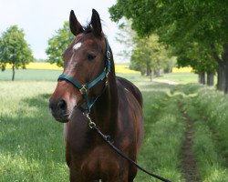 Springpferd Lisera (Deutsches Sportpferd, 2007, von Levistano)