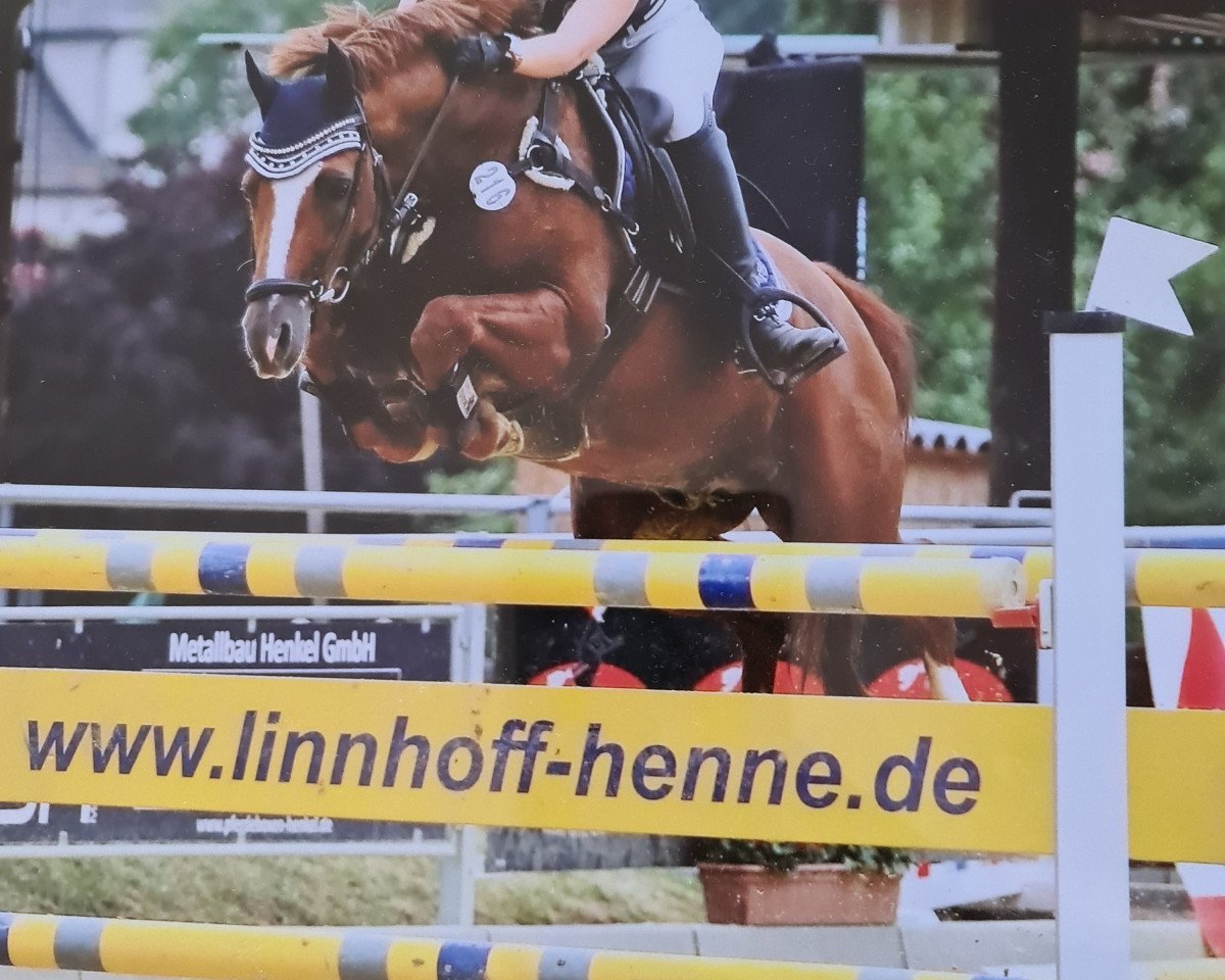 stallion Cinemaxx (German Riding Pony, 2009, from FS Cracker Jack)