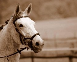 jumper Kora 201 (German Sport Horse, 2006)