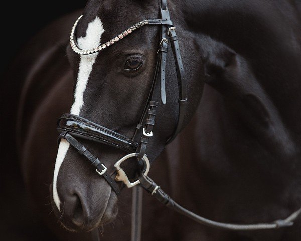 Dressurpferd A Kind of Chicago (Deutsches Reitpony, 2019, von A kind of Magic 5)