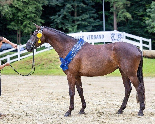 Zuchtstute Dalara (Trakehner, 2021, von Easy Game)