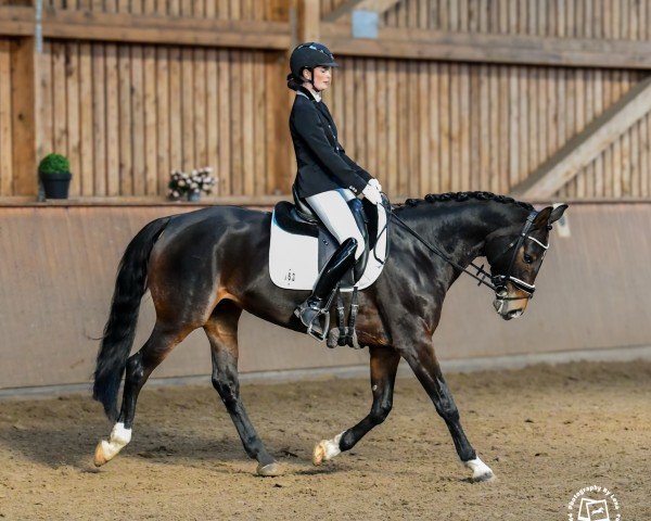 dressage horse Raya 95 (Hanoverian, 2018, from Rocco Granata)