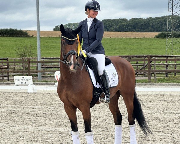 dressage horse Señor (Oldenburg, 2018, from Sezuan)