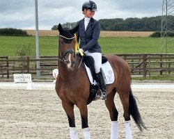 dressage horse SENOR (Oldenburg, 2018, from Sezuan)