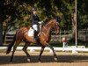 dressage horse Gustav Brause (Westphalian, 2006, from Grafenstolz)