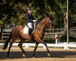 dressage horse Gustav Brause (Westphalian, 2006, from Grafenstolz)