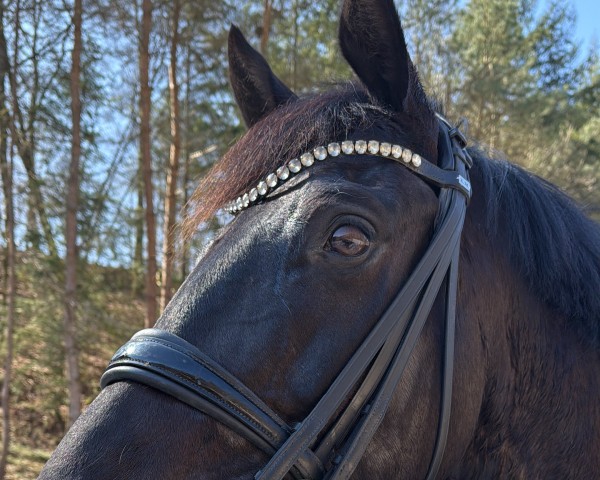 dressage horse Swan 4 (Oldenburg, 2017, from Sezuan)