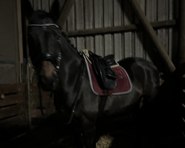 broodmare La Toya (Westphalian, 2004, from Laudabilis)