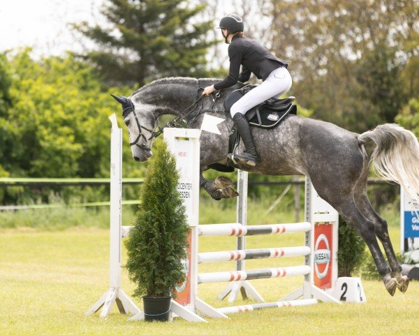 jumper C'Est La Viei (German Sport Horse, 2019, from Ciacomini)