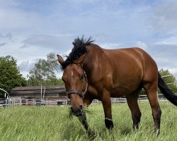 Springpferd Calan 3 (Holsteiner, 2012, von Casquetto)