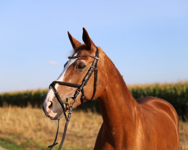 dressage horse Haly (Hanoverian, 2004, from His Highness)