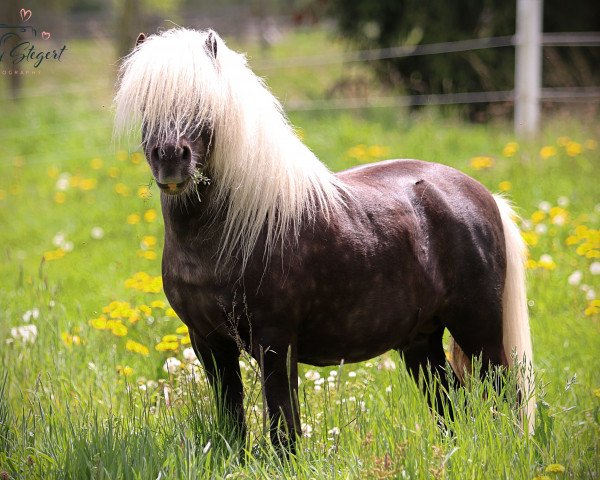 Deckhengst BuPr Coolstep Lloyd (Shetland Pony, 2016, von Silbersees Luis)