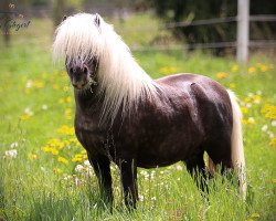 stallion BuPr Coolstep Lloyd (Shetland Pony, 2016, from Silbersees Luis)