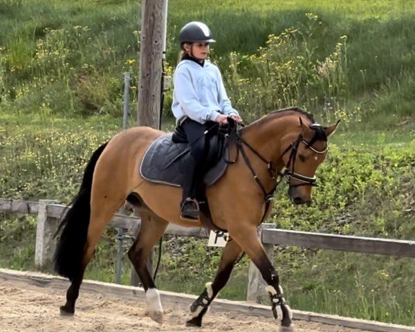 jumper Crown Cayman (German Riding Pony, 2018, from Crown Charm of Royal)