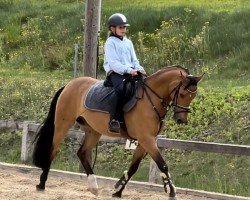jumper Crown Cayman (German Riding Pony, 2018, from Crown Charm of Royal)