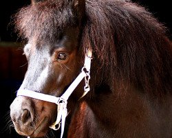 broodmare StPrSt Pr*** Coolstep Delara (Shetland Pony, 2018, from Bonito)