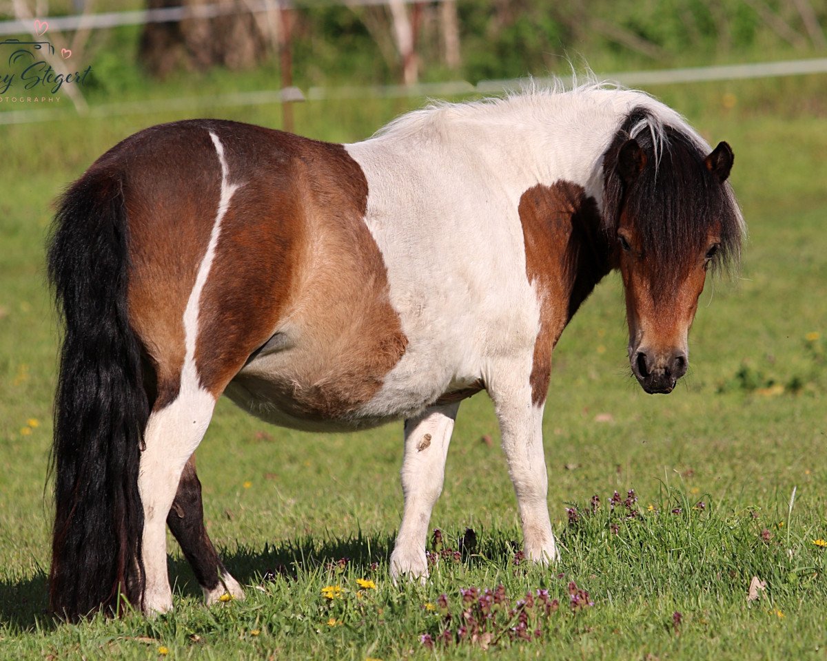 Zuchtstute Coolstep Mary Poppins (Shetland Pony, 2018, von Fifty Fifty fan't Skoallelân)