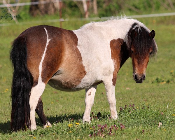 broodmare Coolstep Mary Poppins (Shetland Pony, 2018, from Fifty Fifty fan't Skoallelân)