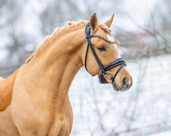 stallion Gründleinshofs Diamonds Heart (German Riding Pony, 2021, from Diamonds Showtime)