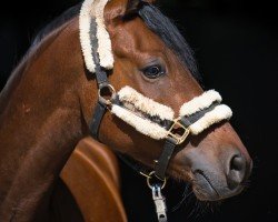 Dressurpferd Dacapo 322 (Deutsches Reitpony, 2020, von D-Power AT)