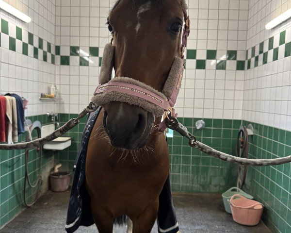 dressage horse Bergerhof's D-Sensation (German Riding Pony, 2018, from D-Power AT)