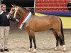 Springpferd Make Me Happy 4 (Deutsches Reitpony, 2016, von Movie Star)