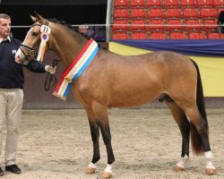 Springpferd Make Me Happy 4 (Deutsches Reitpony, 2016, von Movie Star)