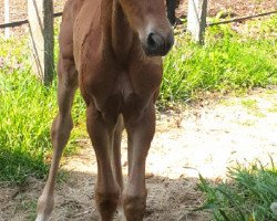 dressage horse Monopoly S (Westphalian, 2021, from Maxim - N)