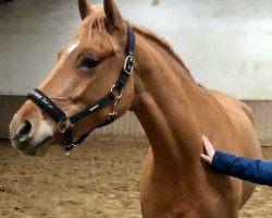 dressage horse Cinderella W (German Riding Pony, 2017, from Caramel FH WE)