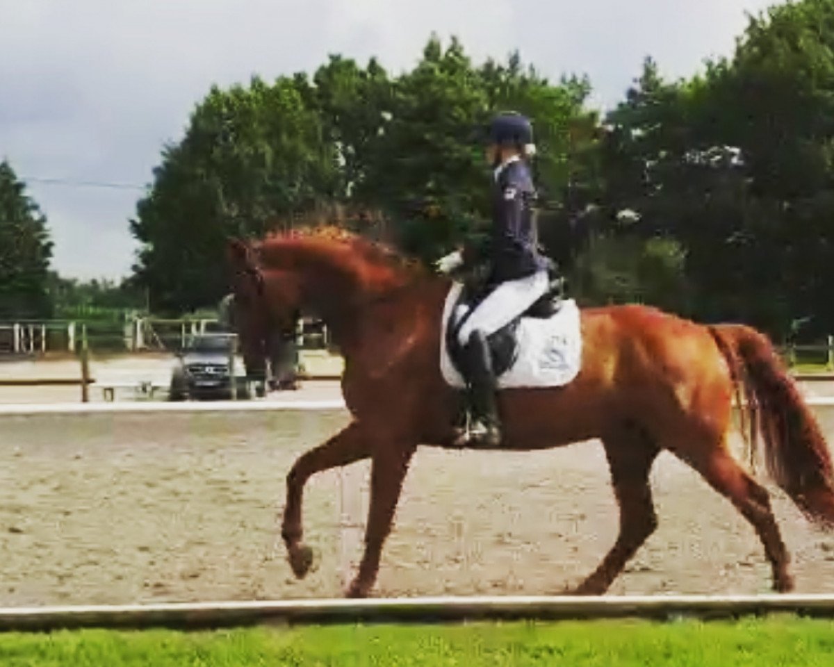 dressage horse Spark of Life (Hanoverian, 2015, from Scolari)