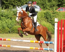 horse Soraya 273 (Trakehner, 2010, from Sedar)