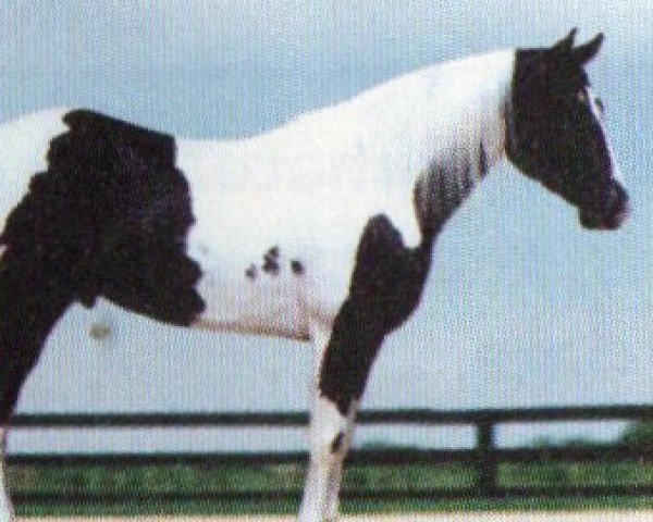 horse Demanding Domino (Paint Horse,  , from Pepsi Coco)