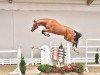 Deckhengst Herrera TN (Oldenburger Springpferd, 2017, von Hickstead White)