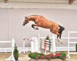 stallion Herrera TN (Oldenburg show jumper, 2017, from Hickstead White)