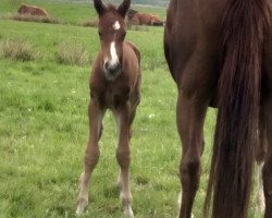 Springpferd Horacio PU Z (Zangersheide Reitpferd, 2021, von Herrera TN)