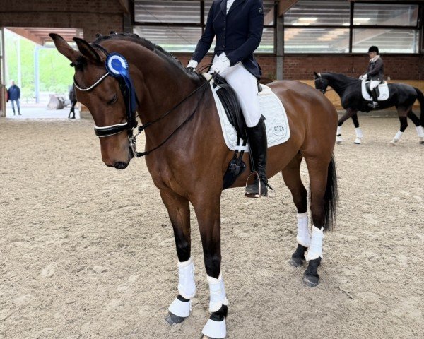 dressage horse Viva la Venia DS (Westphalian, 2015, from Vivaldi)