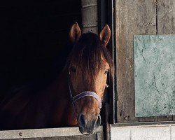 Springpferd Chester my Champion (Ungarisches Warmblut, 2015)