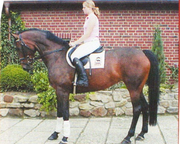 Springpferd Chila (Oldenburger, 1999, von Coupon)