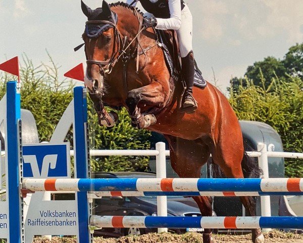 broodmare Clara 162 (Holsteiner, 2008, from Calido I)
