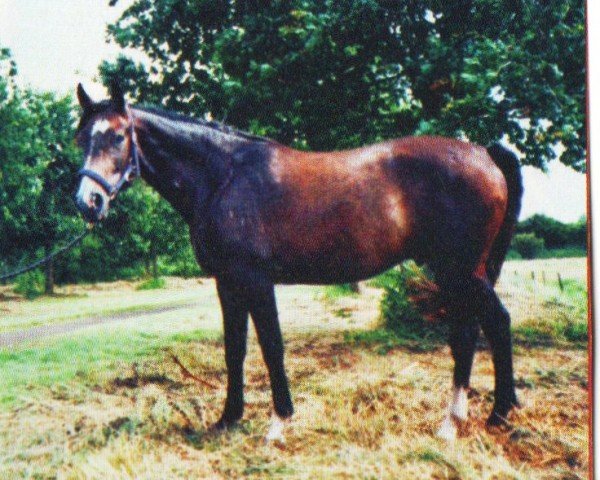 jumper Seaman 7 (Hanoverian, 2004, from Santini)