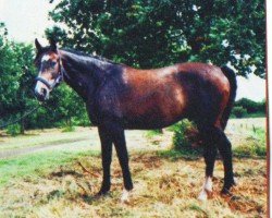 Springpferd Seaman 7 (Hannoveraner, 2004, von Santini)