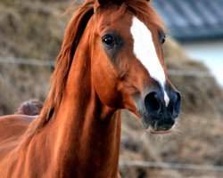 horse Nastral ox (Arabian thoroughbred,  , from Nawarro)