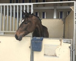 Springpferd Cornet's Lady (Oldenburger Springpferd, 2012, von Cornet's Prinz)