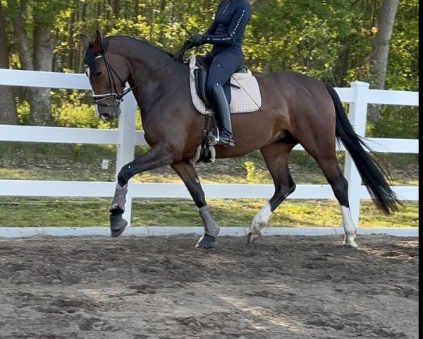 dressage horse Crazy Diamond MG (Oldenburg, 2021, from Diamond First)