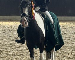 Dressurpferd Wear Veally Jack (Irish Sport Horse, 2014)