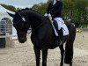 dressage horse Blade 13 (Oldenburg, 2011, from Belstaff)